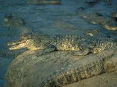 alligators, on rocks, in water