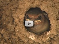 young swallow looking out mud nest