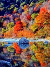 colorful maple trees reflecting in creek