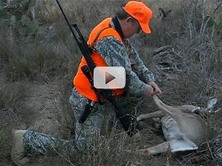 hunter tagging downed doe