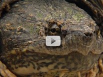 turtle closeup