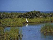 white egret wading in coastal grasses