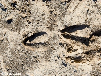 hoof tracks in dirt