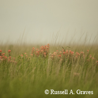 prairie grasses with flowers