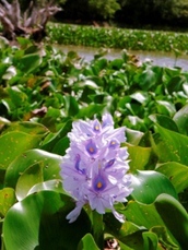 water hyacinth blooming along lake