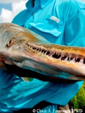 giant toothy gar fish up close