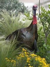 turkey in grassy thicket