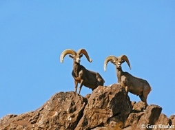 two bighorn sheep on rocks, sky above