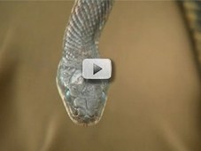 head of Texas rat snake close up