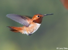 rufous hummingbird in flight