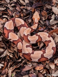 copperhead snake up close