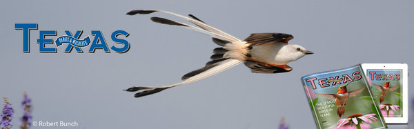 TPW Magazine May scissor tail flycatcher flying