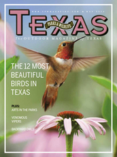 hummingbird on magazine cover