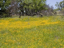 yellow flowers cover meadow