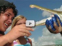 children get close look at alligator gar