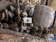 zebra mussels cover boat engine