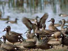 Blue-winged Teal