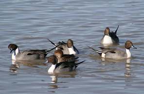 Pintails