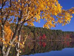 Lake Bob Sandlin SP Fall Color