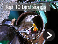 Top 10 Bird Songs