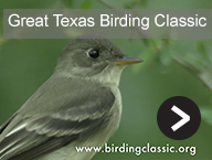 Great Texas Birding Classic