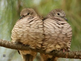 Doves snuggling
