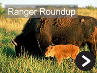 Ranger Roundup