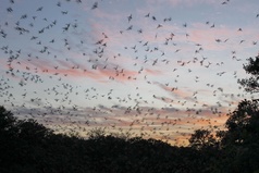 Bats in Flight