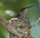 Black-chinned Hummingbird in nest