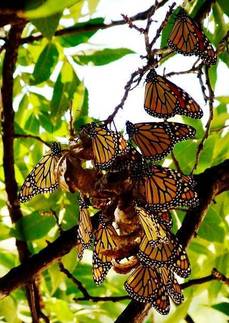 Monarchs at San Angelo State Park
