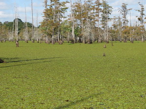 Giant Salvinia on Toledo Bend