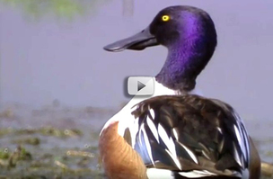 Waterfowl forecast