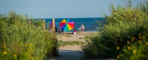 beach umbrella and dune flowers