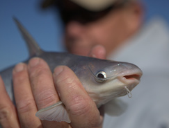 CatfishInHand