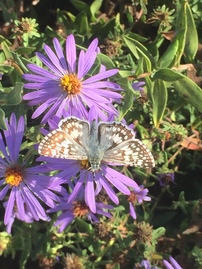 fall aster with skipper