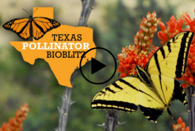 Pollinator Bioblitz video