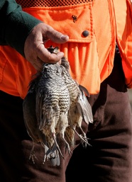 hunter holding quail