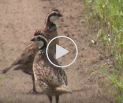 pair of quail and link to video