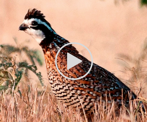 Quail and bird forecast video link
