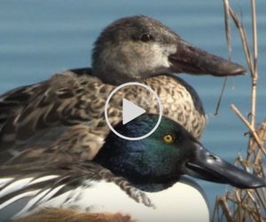 bird forecast video link