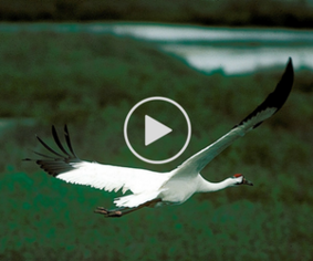 whooping crane identification video