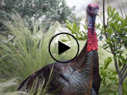 turkey in grass with play button, video link