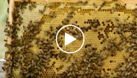 bees on honeycomb, video link