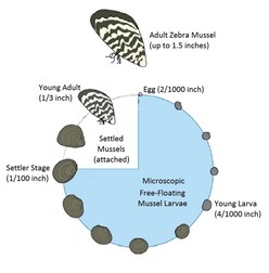 Zebra Mussel Life Cycle Graphic 
