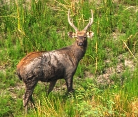 sambar deer at Powderhorn WMA