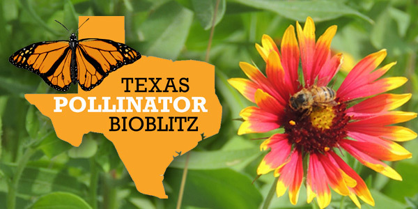 Pollinator BioBlitz