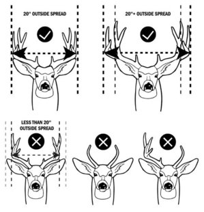 diagram illustrating how to judge a 20" antler spread