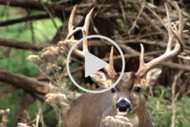 deer buck, video link