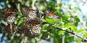cluster of monarch butterflies resting on a branch