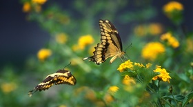 2 tiger swallowtails nectaring on lantana